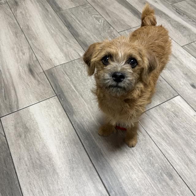 Mabel - Terrier