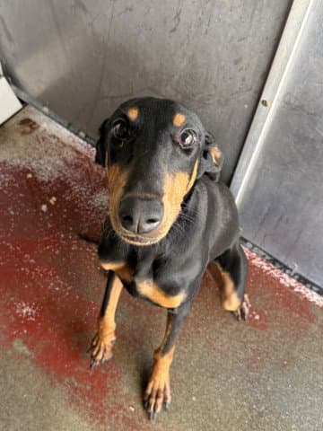 Freya - Doberman Pinscher