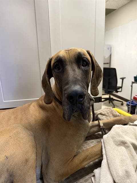 Moose - Great Dane