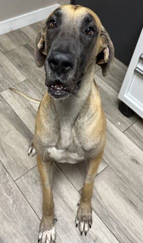 Moose - Great Dane