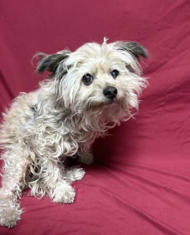 Beatrice - Terrier