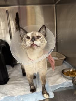 Kitty image 1