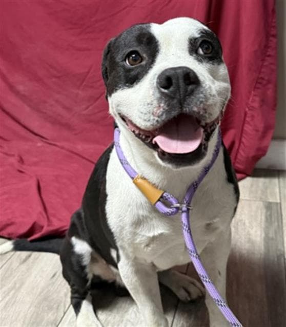 Francis - Pit Bull Terrier