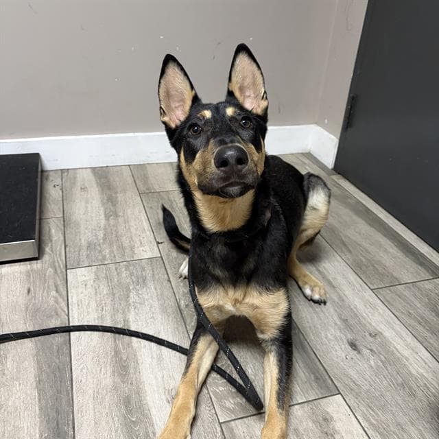 Blitzen - German Shepherd Dog