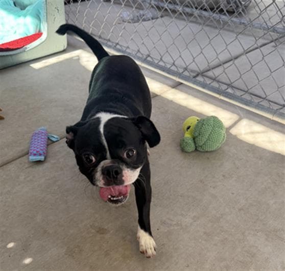 Plum - Boston Terrier