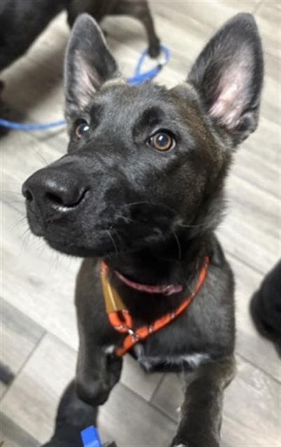 Jessie - German Shepherd Dog