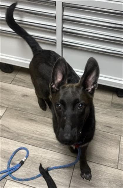 James - German Shepherd Dog