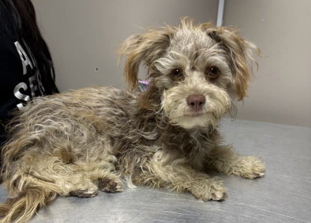 Capri- Pending Adoption - Maltese