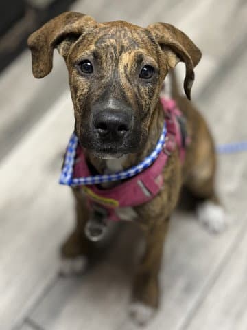 Tiger Lily - Great Dane