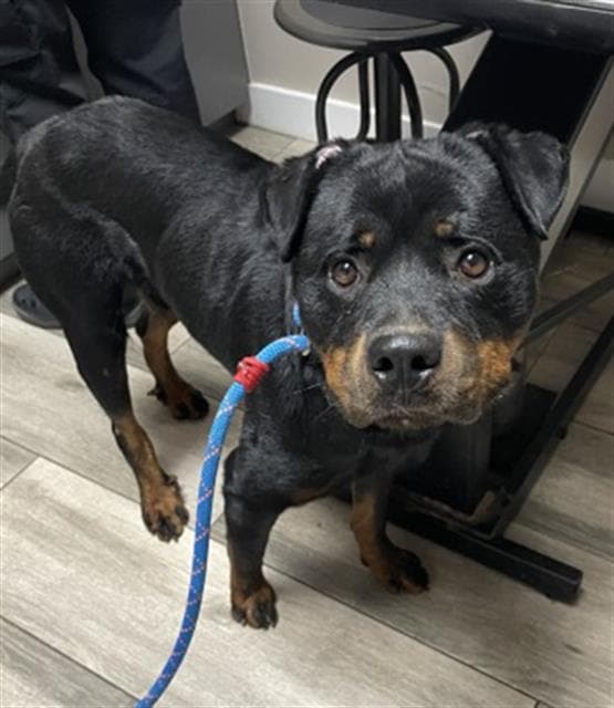 Taxi - Rottweiler