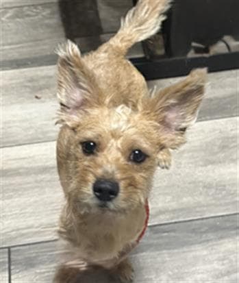 Cheddar - Terrier