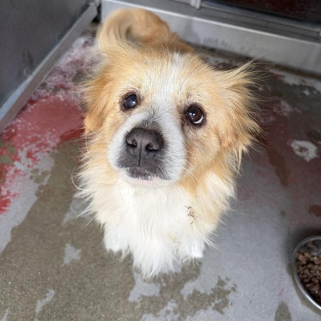 Mervin - Terrier