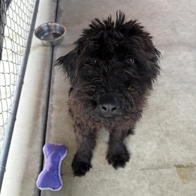 Licorice - Poodle (Standard)