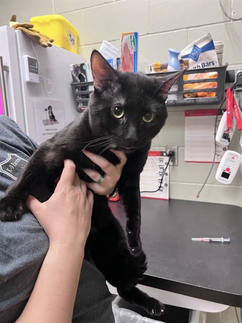 Clover - Domestic Short Hair