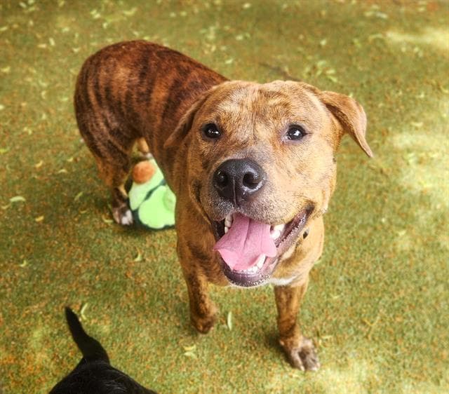 Phenix - Pit Bull Terrier