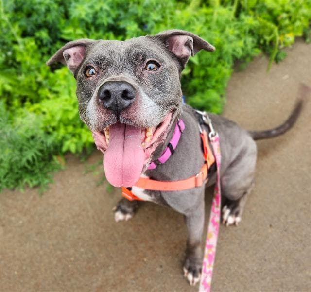Bella - Pit Bull Terrier
