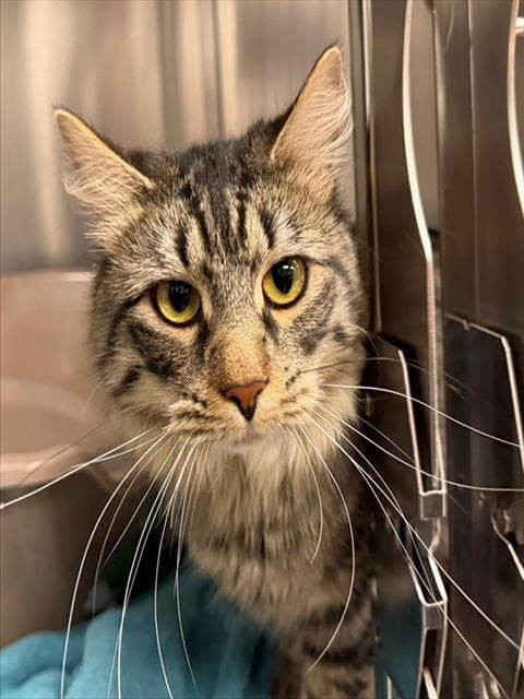Tim - Domestic Medium Hair