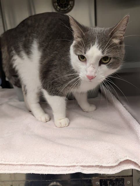 Dorito - Domestic Short Hair