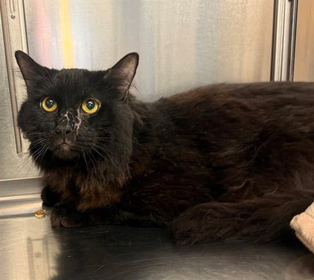 Sweetums - Domestic Long Hair