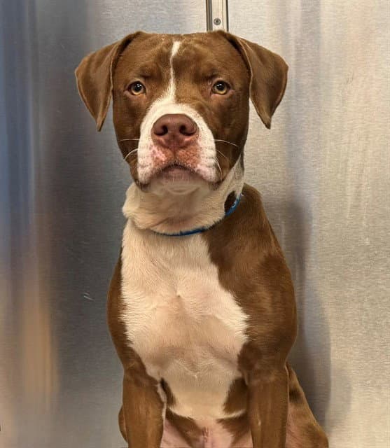 Arrow - Pit Bull Terrier