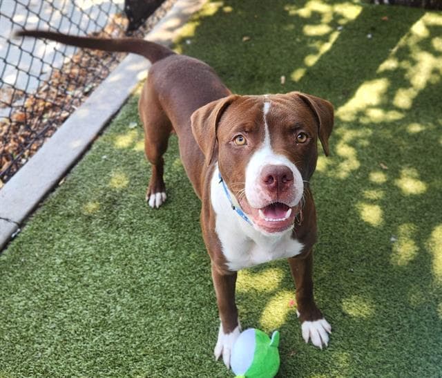Arrow - Pit Bull Terrier