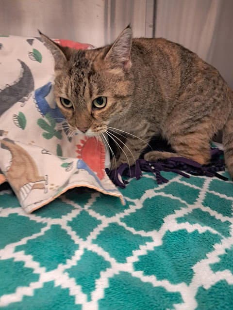 Alma - Domestic Short Hair