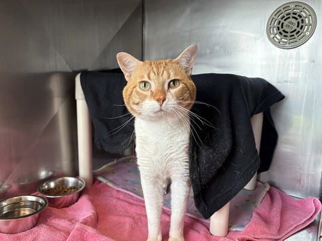 Bozz - Domestic Short Hair