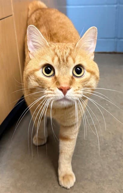 Gus - Domestic Short Hair