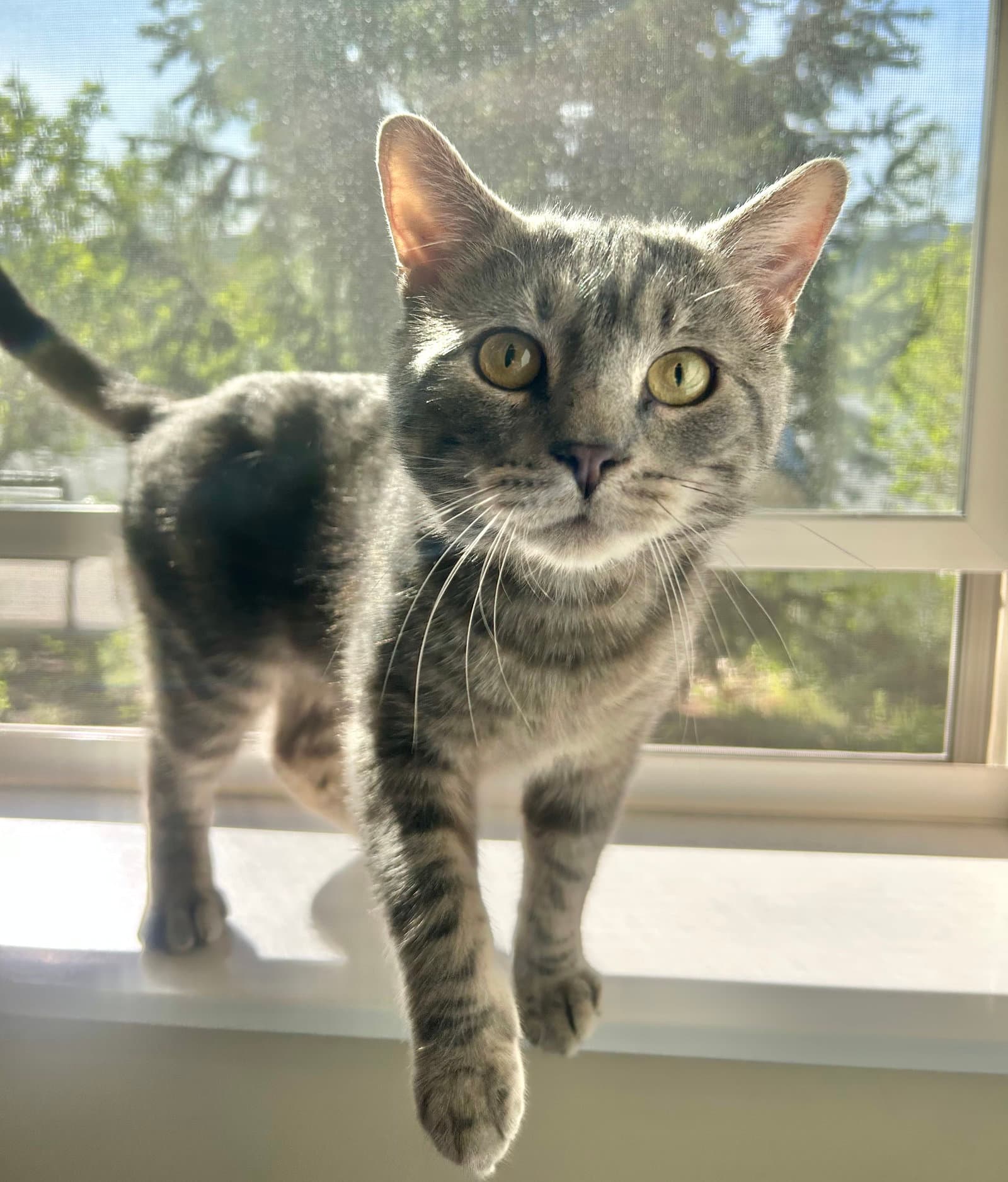 Odin - Domestic Short Hair