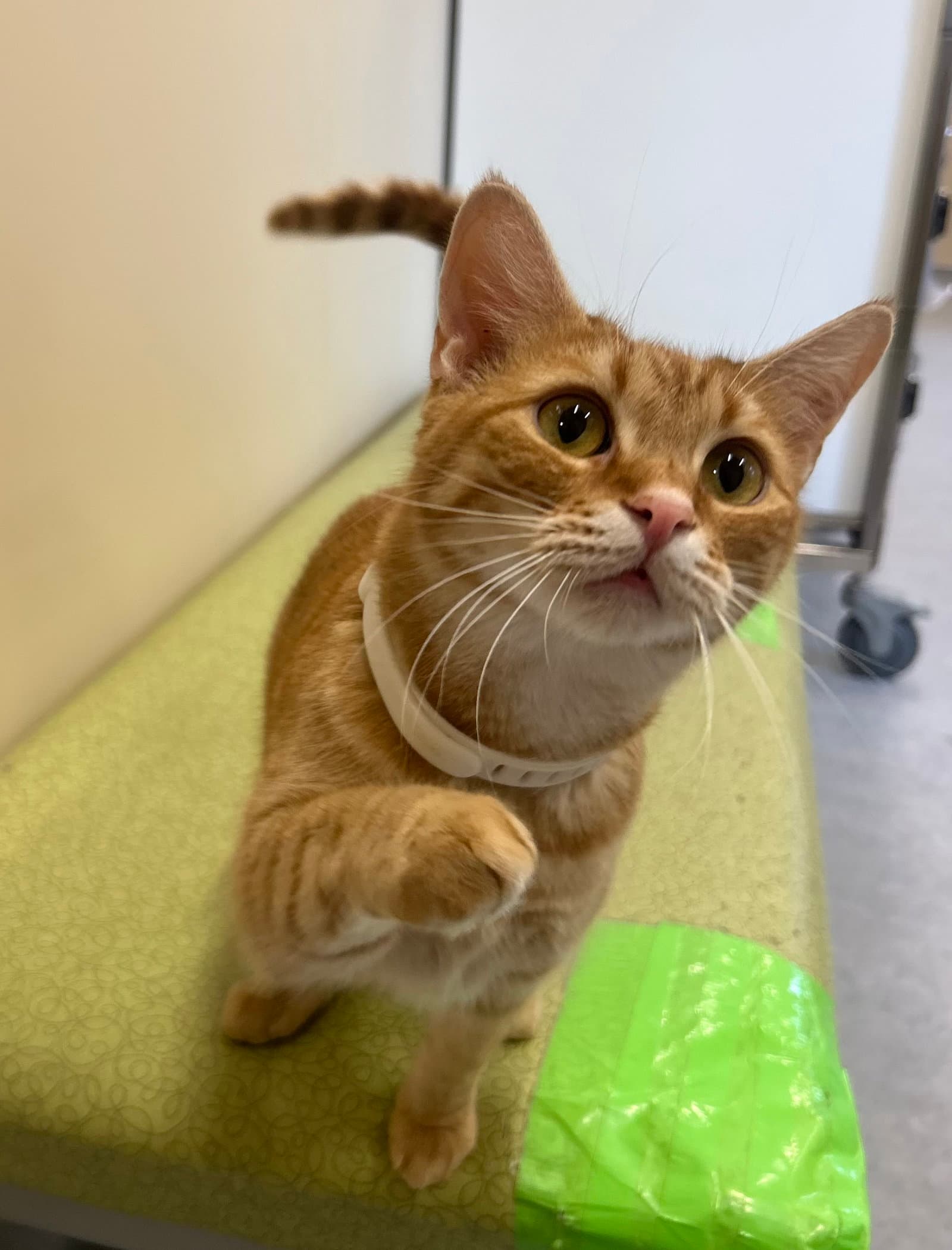 Bailey - Domestic Short Hair