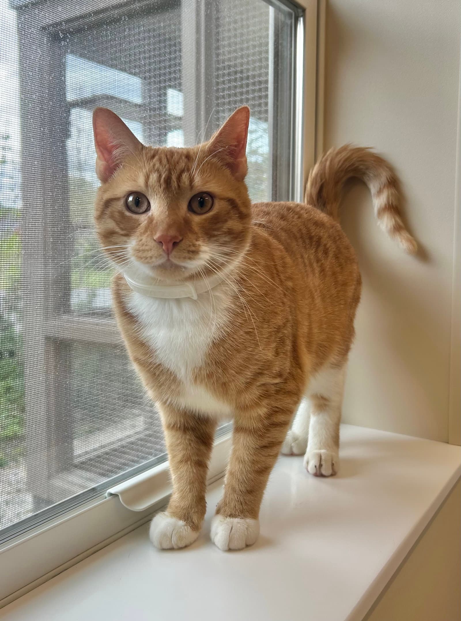 Tj - Domestic Short Hair