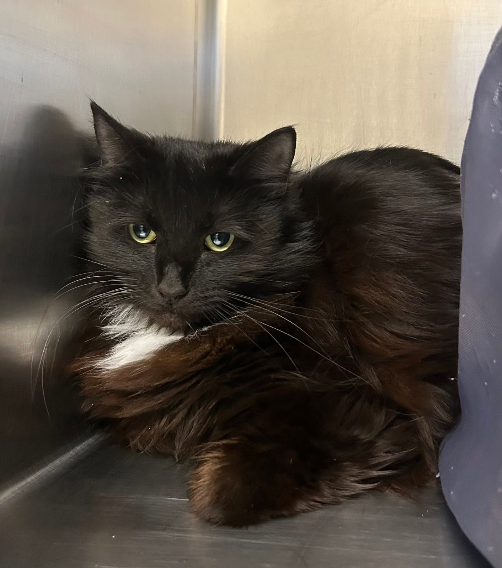 Esme - Domestic Medium Hair