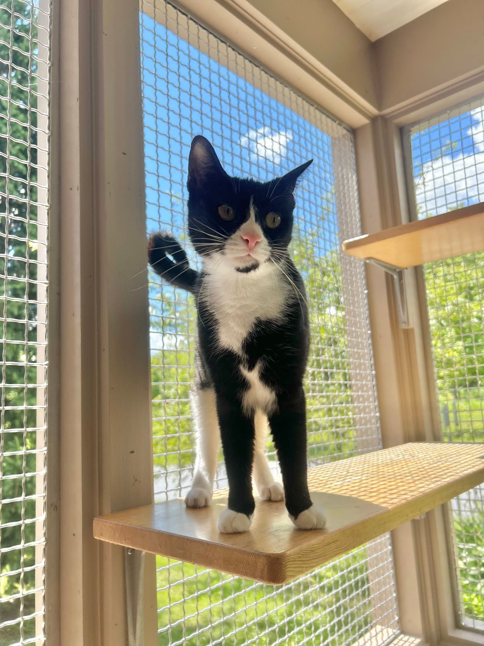 Grace - Domestic Short Hair