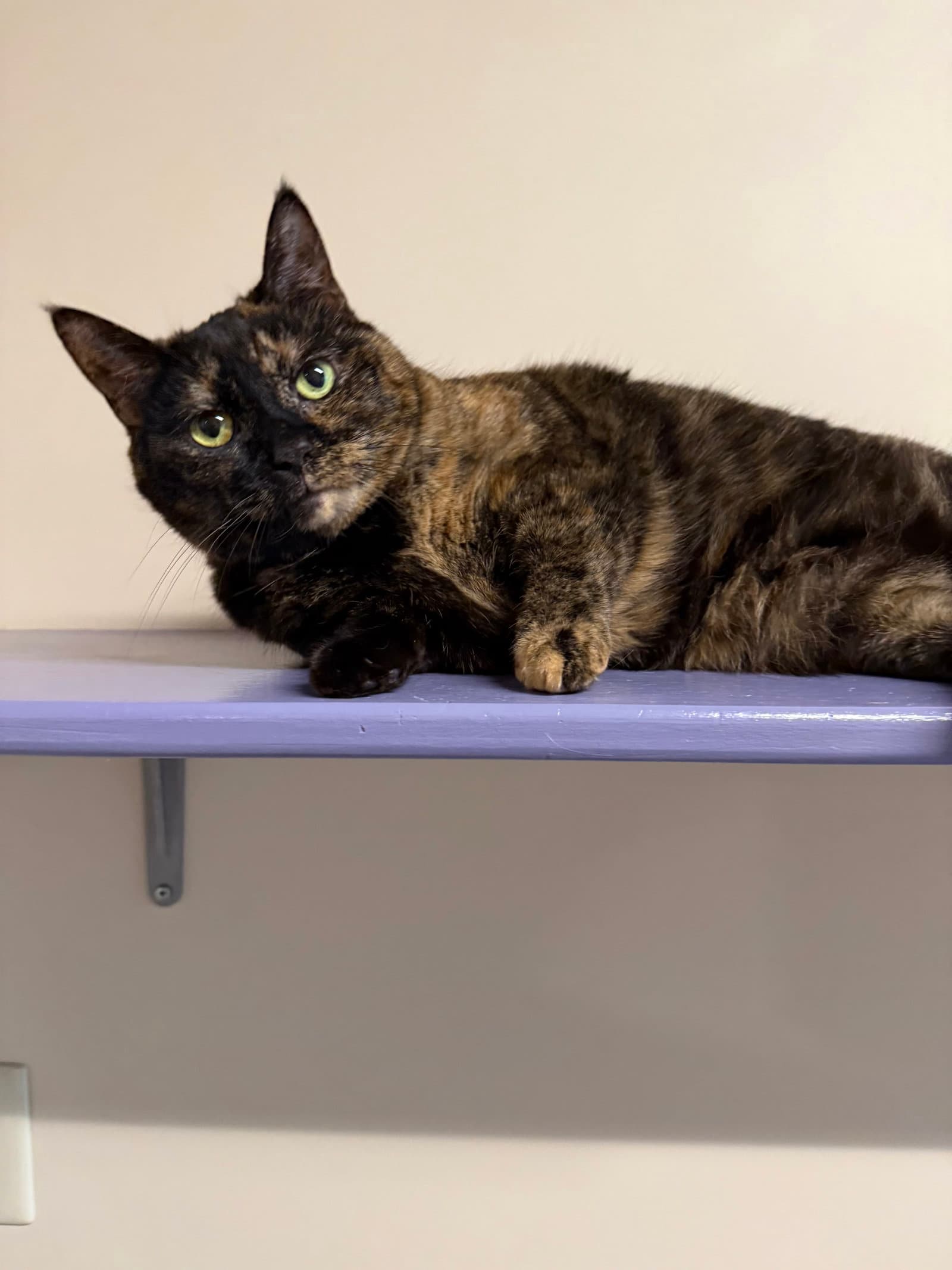 Mimi  Herman - Domestic Short Hair