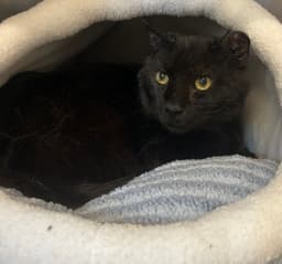 Salem image 1