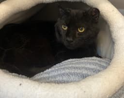 Salem image 2