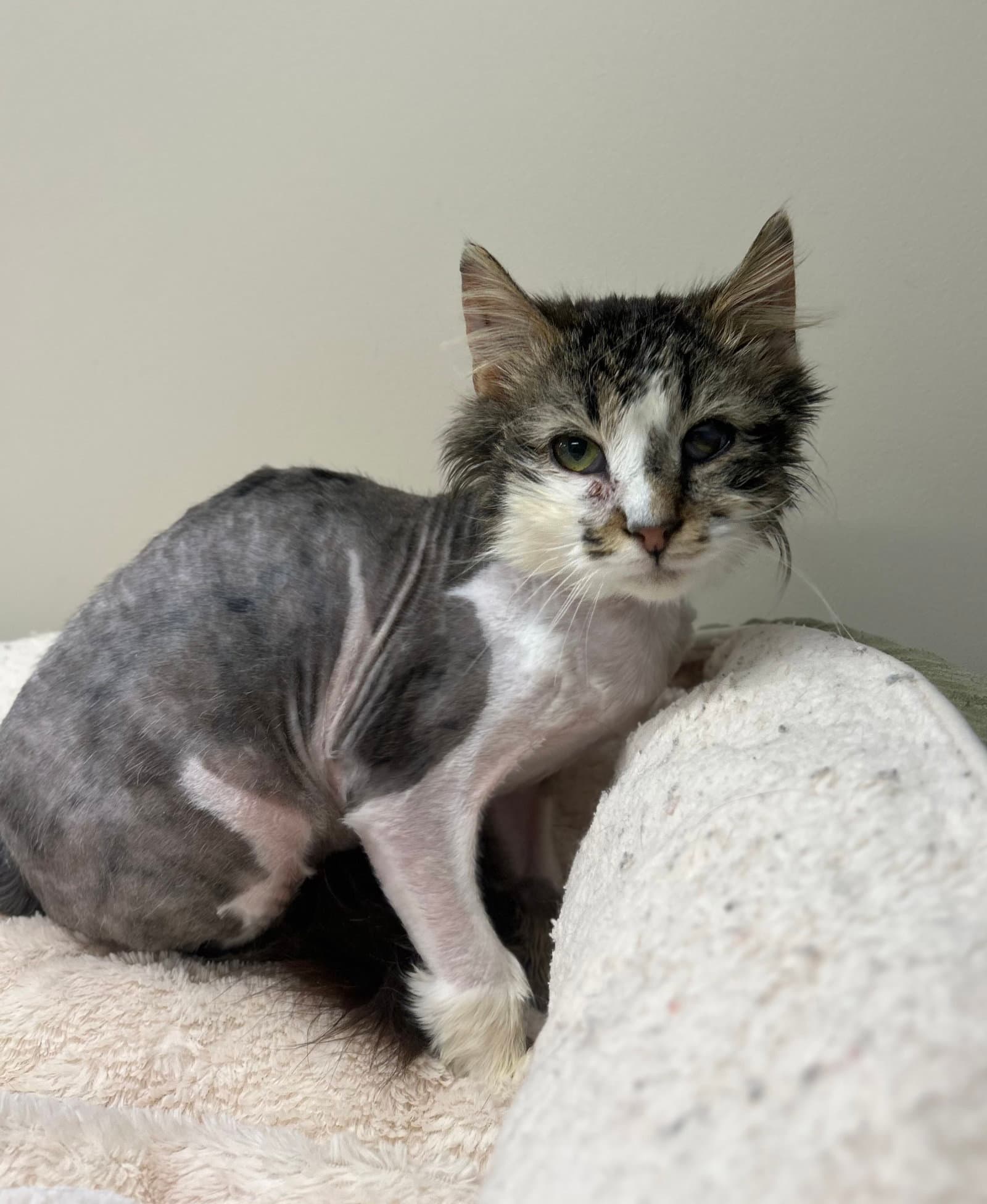 Oscar - Domestic Long Hair