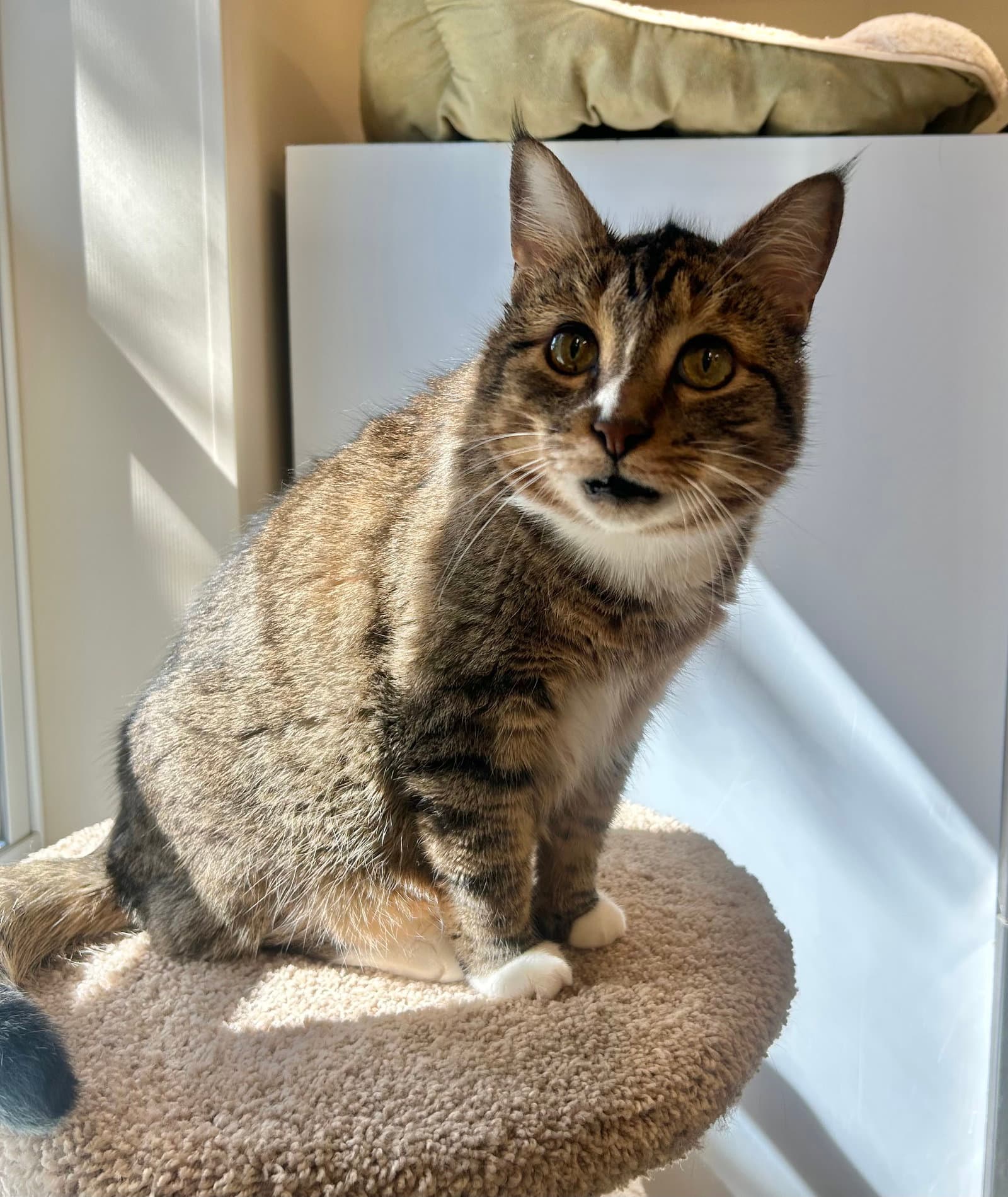 Biff - Domestic Short Hair