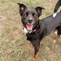 Lucy image 1
