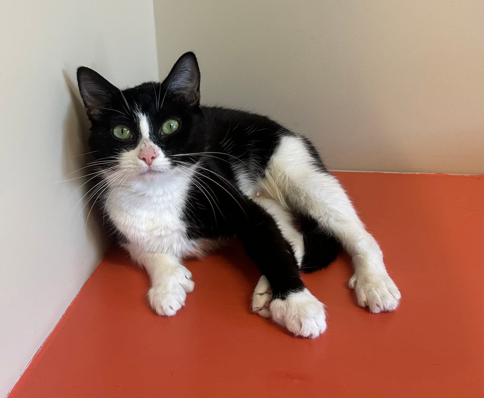 Rya - Domestic Short Hair