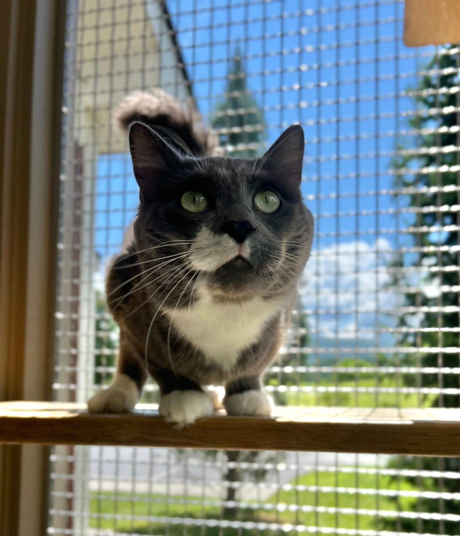 Emmett - Domestic Medium Hair