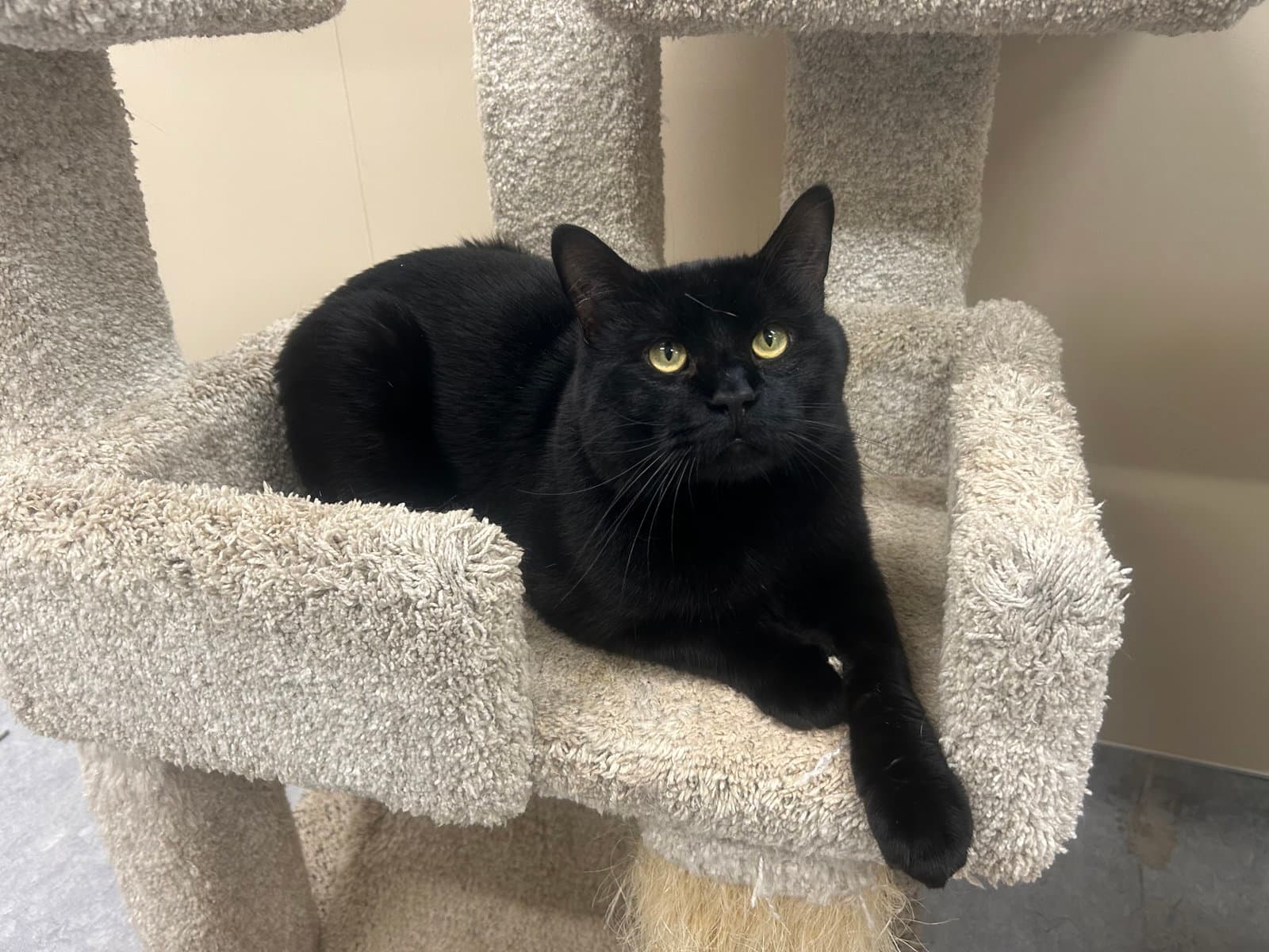 Brutus - Domestic Short Hair