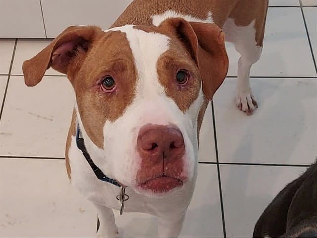Molly - American Pit Bull Terrier