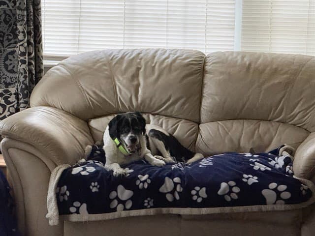 Milo - English Springer Spaniel