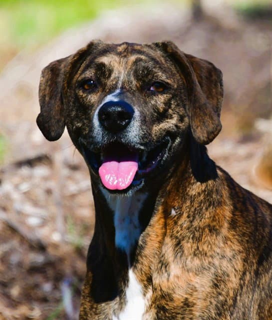 Chops - Hound