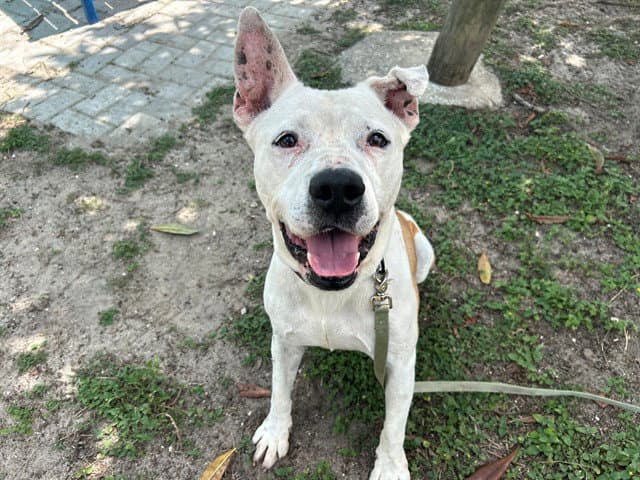 Charlie - American Pit Bull Terrier