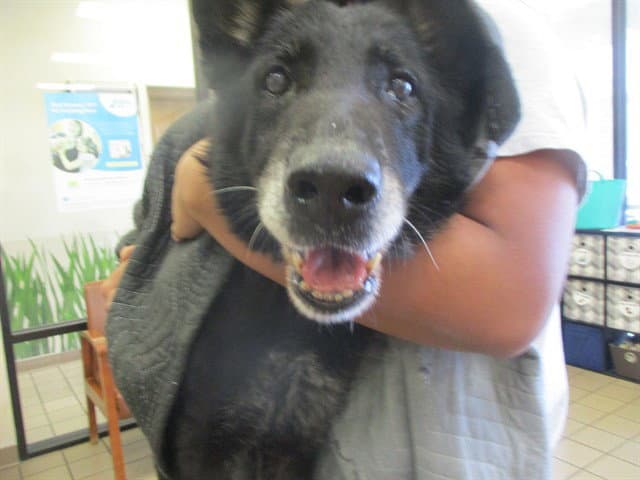 Edith - German Shepherd Dog