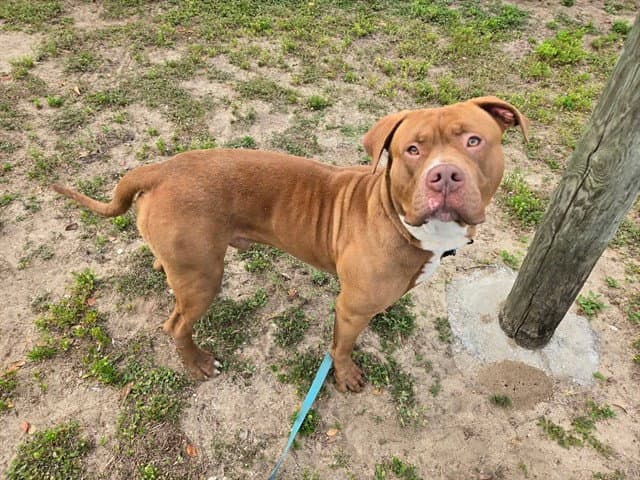 Macho Man - American Staffordshire Terrier