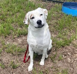 Finn image 1