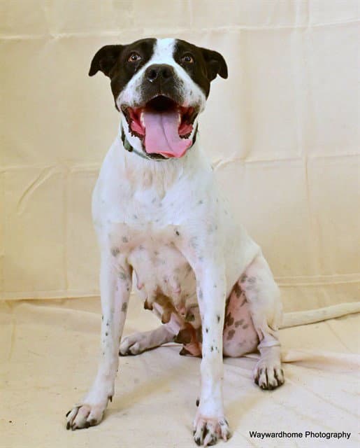Gloria - American Pit Bull Terrier